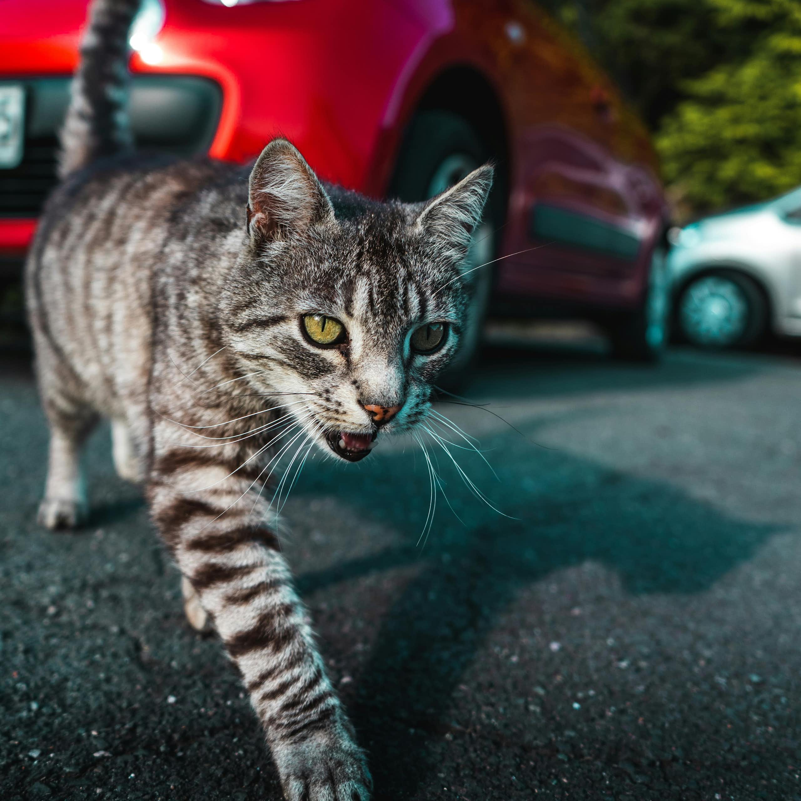 A cat walks along a road in front of a red car.