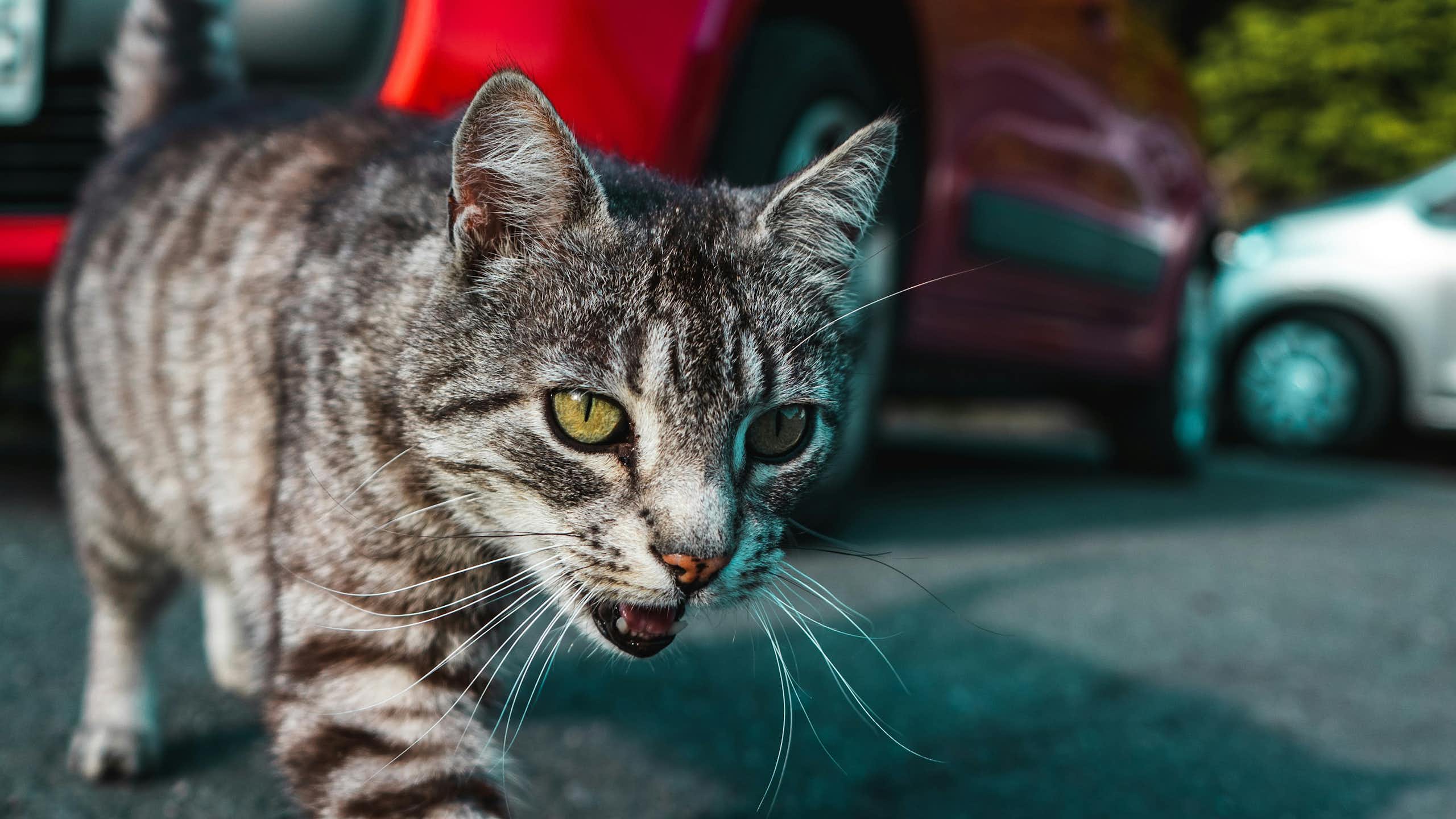 A cat walks along a road in front of a red car.