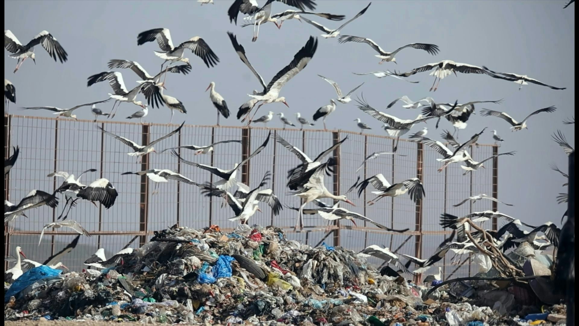 How birds are spreading plastic pollution