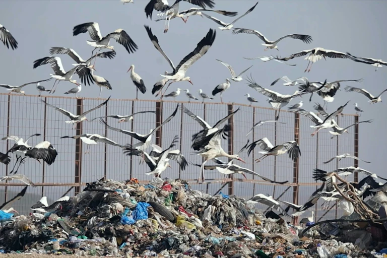 birds flocking over landfill