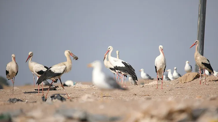 birds feeding on landfill