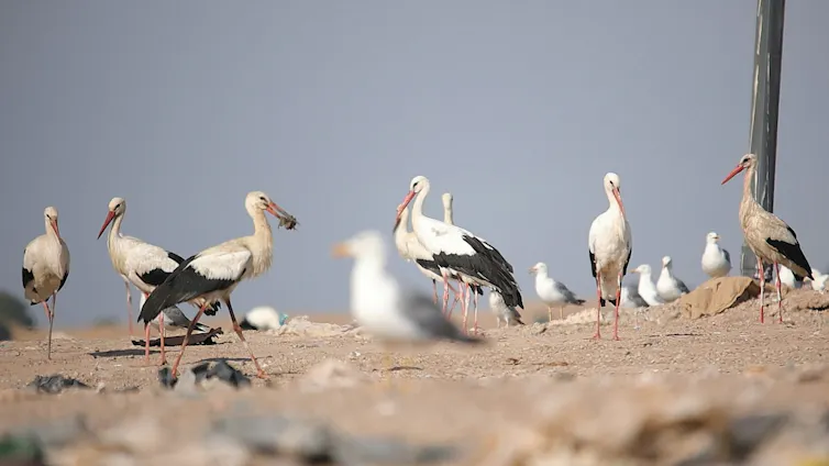 birds feeding on landfill