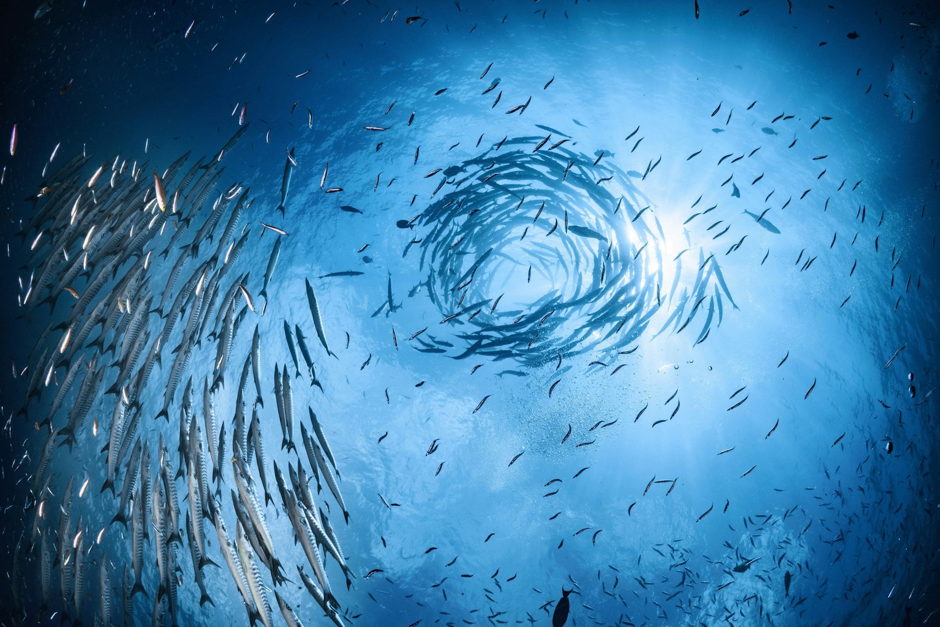 Banc de poissons formant un tourbillon.