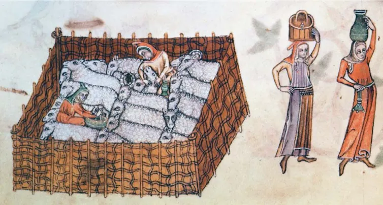 illustration of medieval women sheep farmers