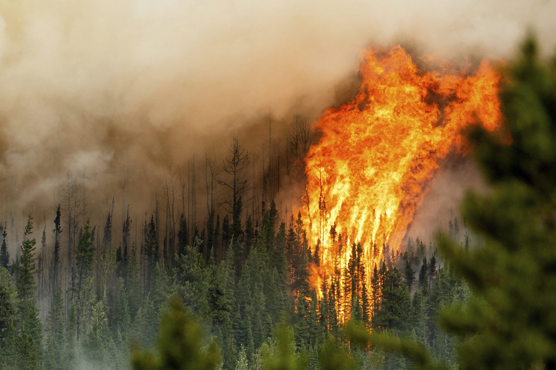 De hautes flammes et une fumée noire s'élèvent au-dessus des arbres dans une forêt.