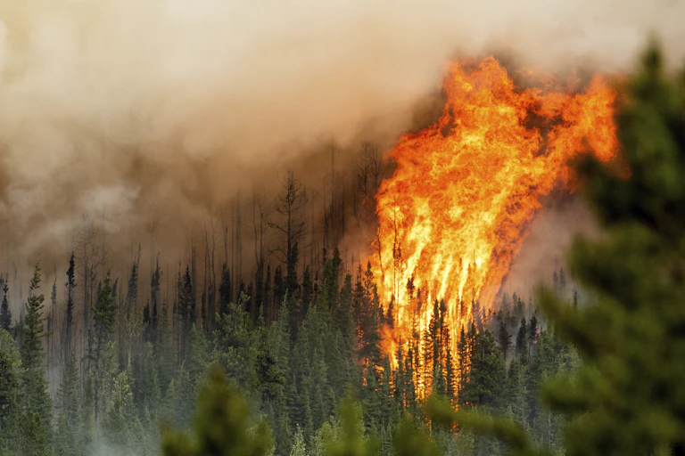 De hautes flammes et une fumée noire s'élèvent au-dessus des arbres dans une forêt.
