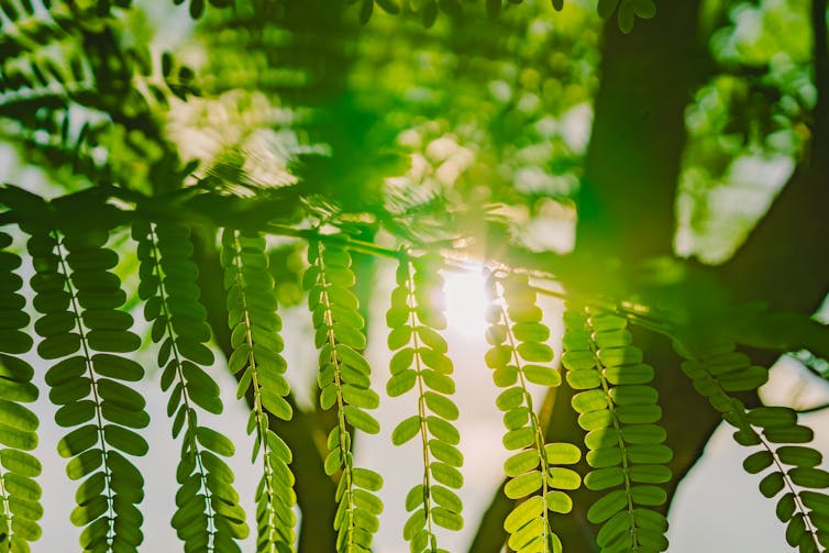 ¿Qué le sucede a tu cerebro en la naturaleza? Neurología explicada 1 file 20260311 57 p9jtpn.jpg?ixlib=rb 4.1