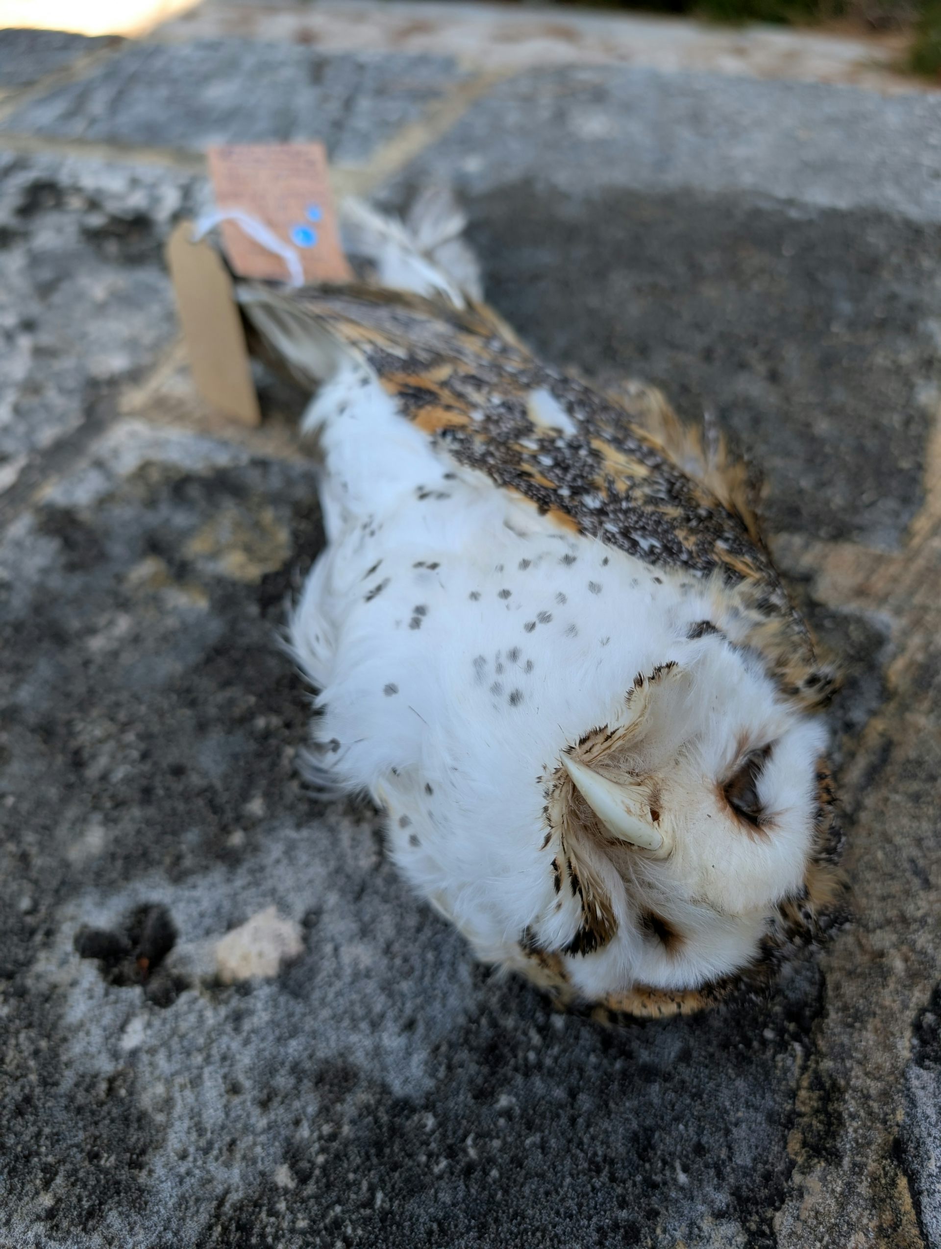 New ban on dangerous rodent poisons is lifeline for our native animals