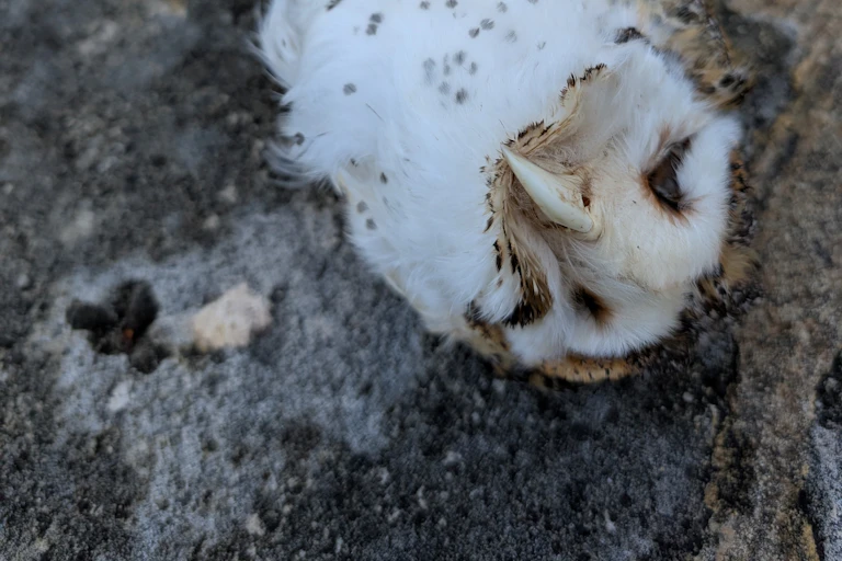 An owl lying dead on the ground