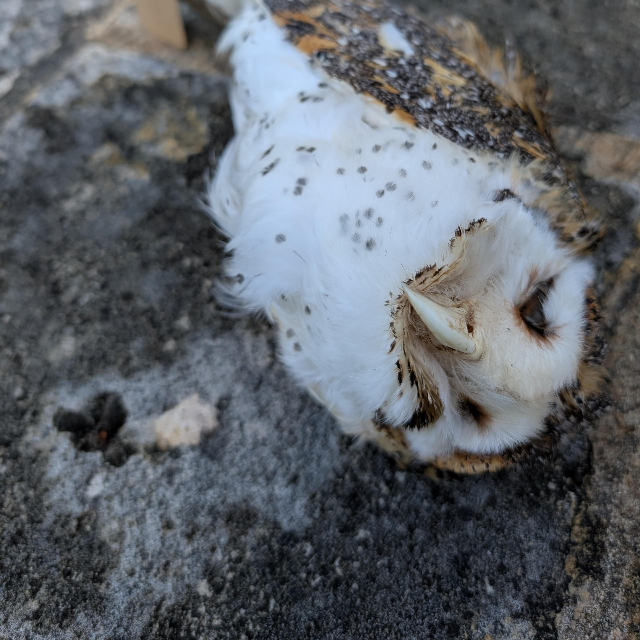 An owl lying dead on the ground