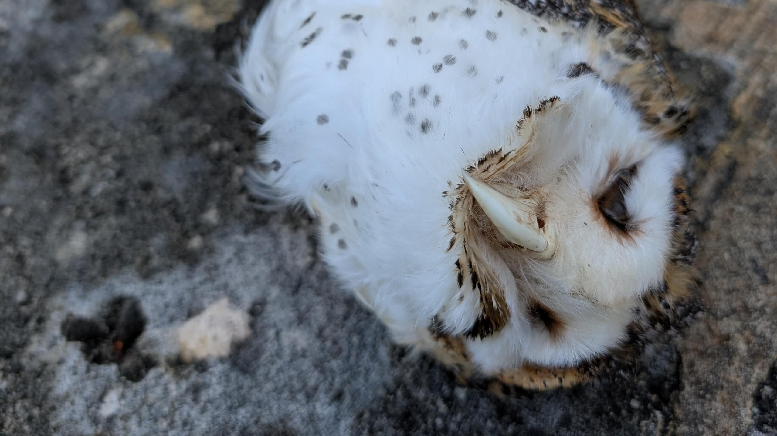 An owl lying dead on the ground