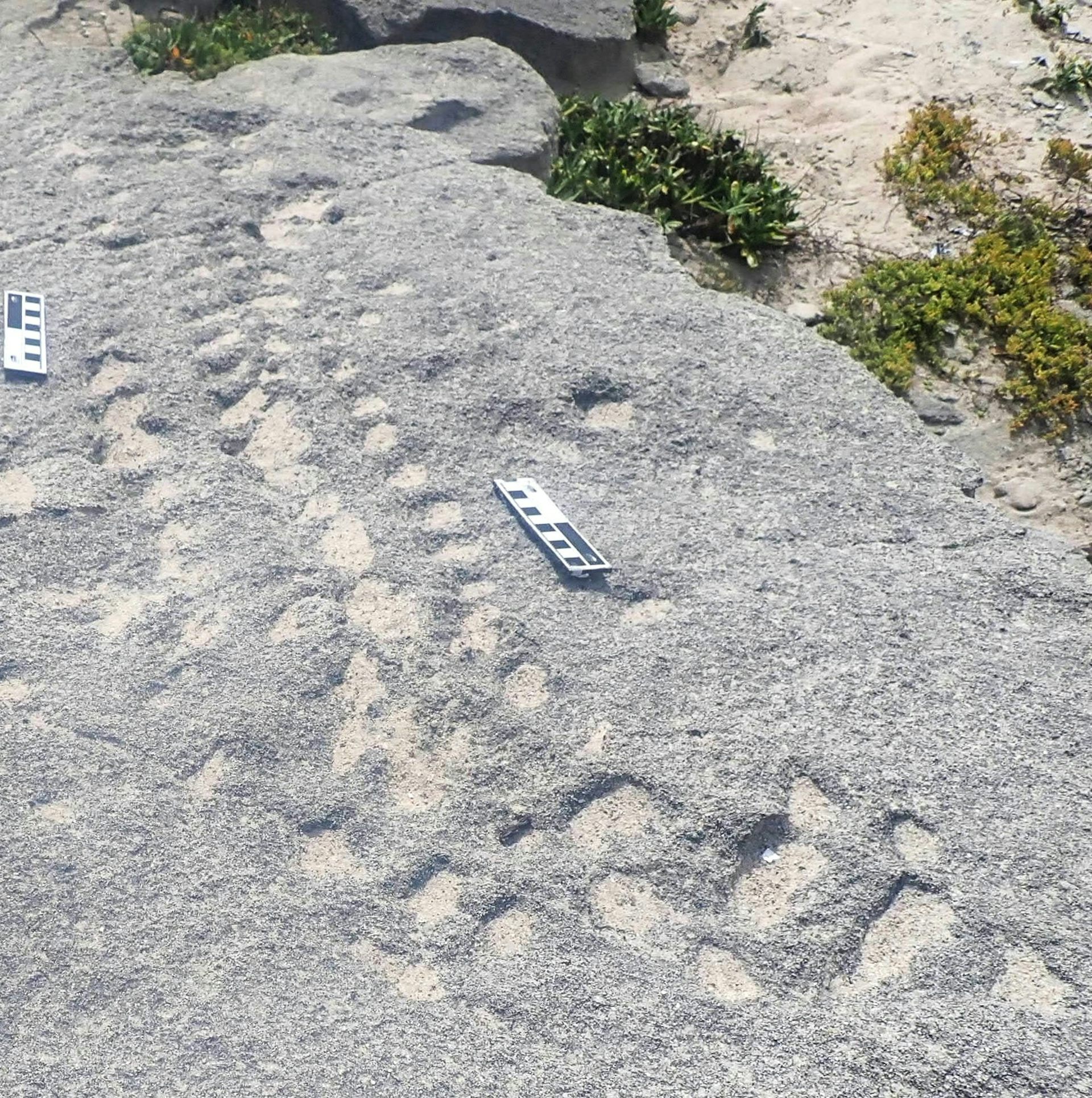 Bird and tortoise fossil tracks on South Africa’s coast – latest findings are world firsts