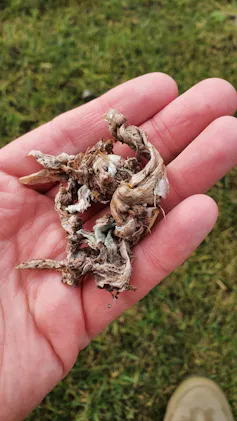 hand holding plastic waste that had been eaten by a bird and partly digested