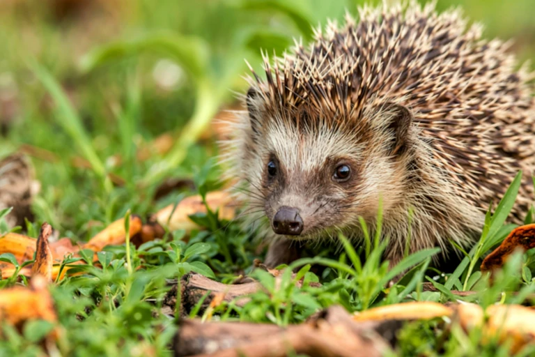 Un hérisson dans l'herbe