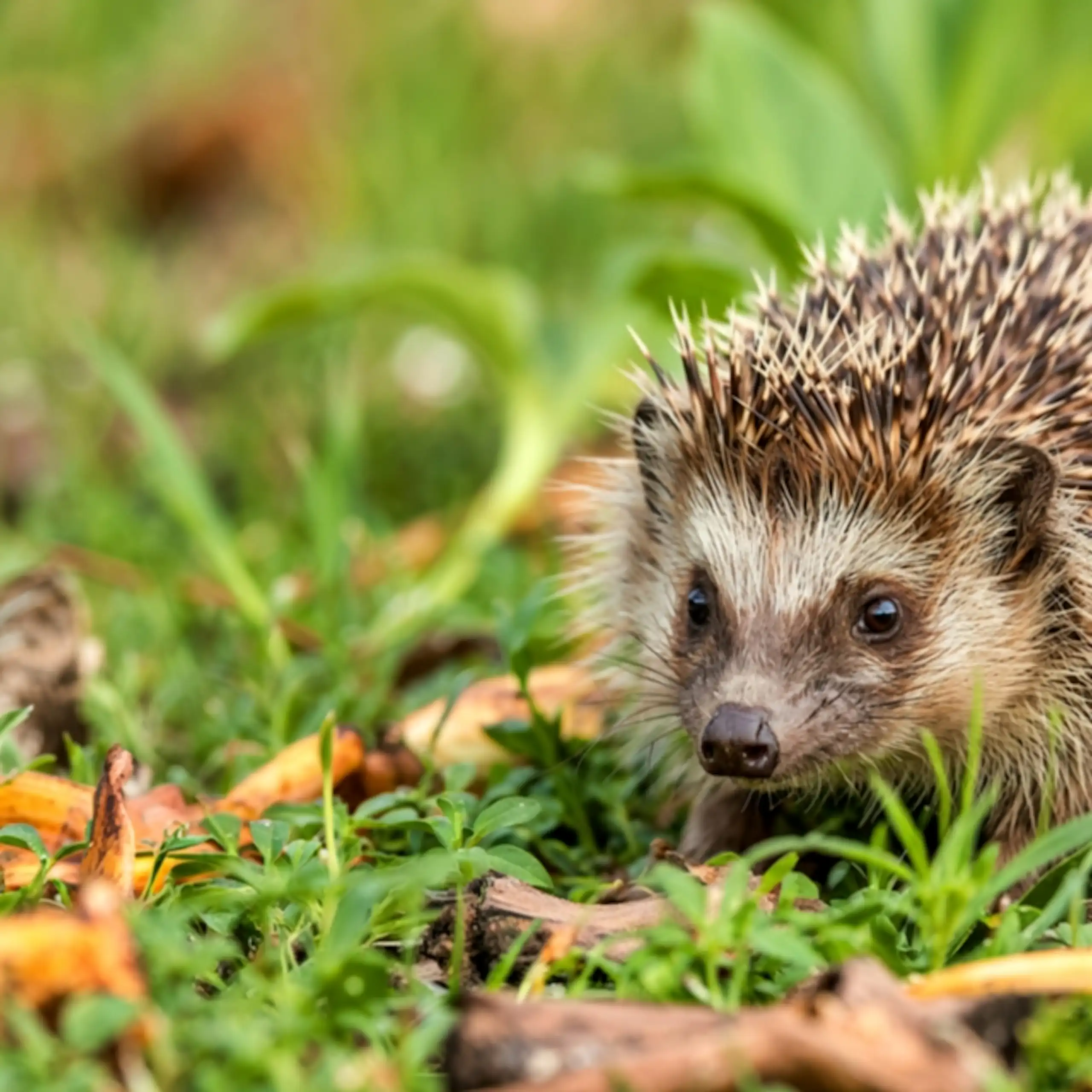 Un hérisson dans l'herbe