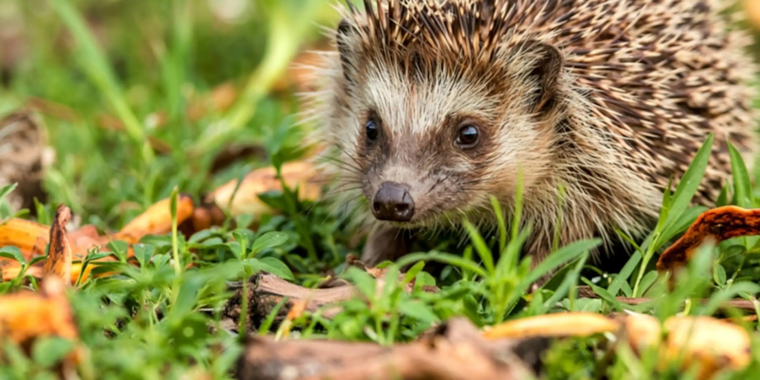 Un hérisson dans l'herbe