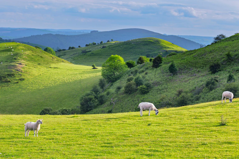 A green rolling field with sheep.