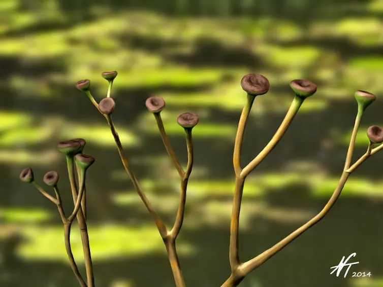 stiff-looking greenish branching stems with circular pods at the tips