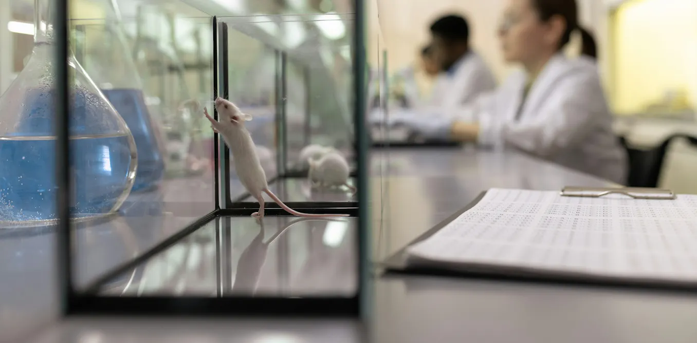 Can ‘mini brains’ replace lab animals? Organoids are changing how scientists study disease