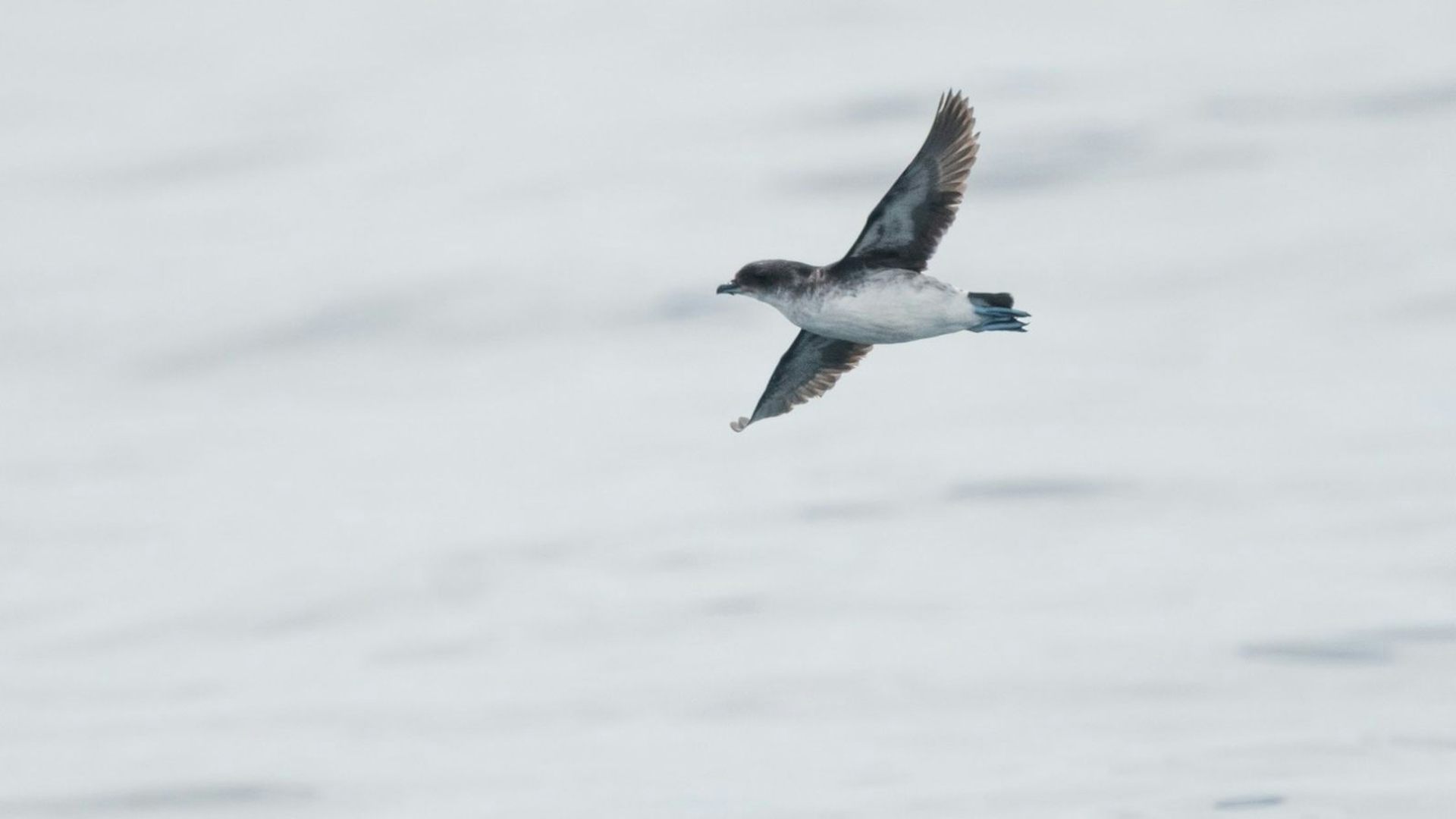 fluttering shearwater in flight