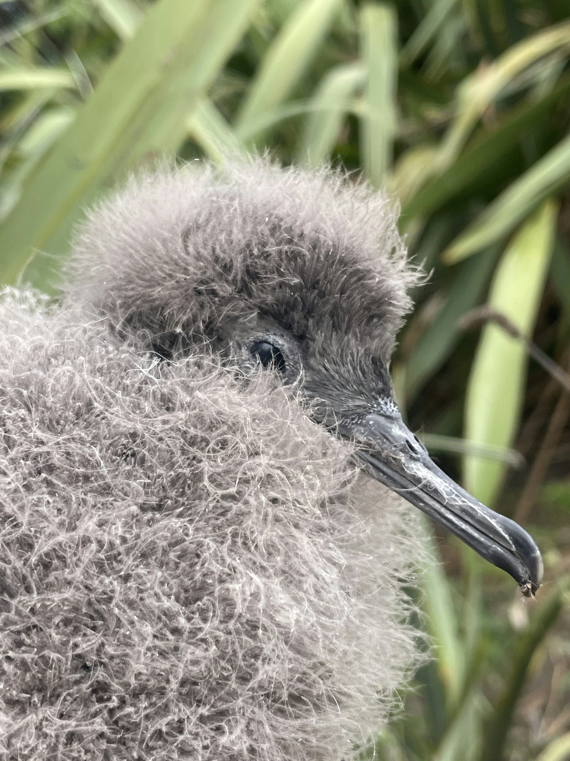 Fluttering shearwater chick