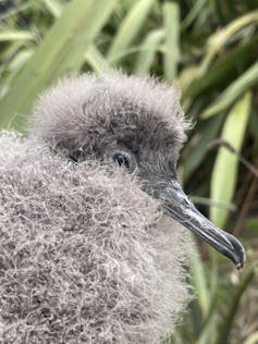 Fluttering shearwater chick
