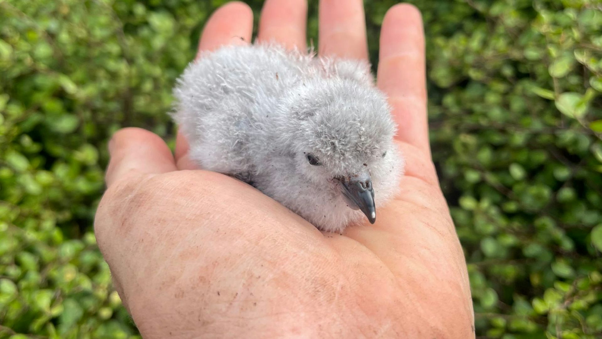 diving petrel chick, cupped in person's hand