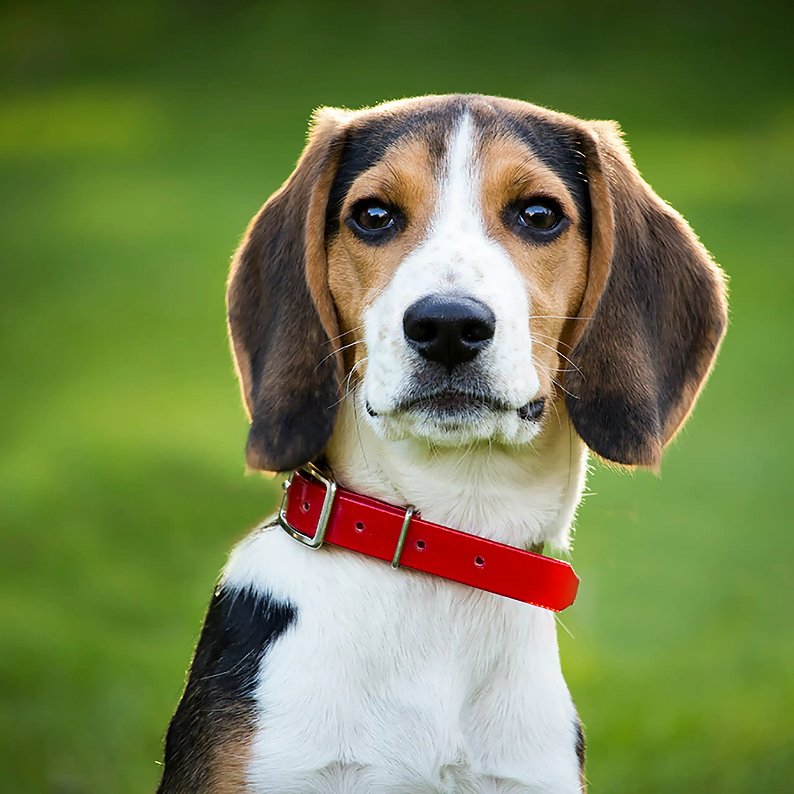 A beagle with a red collar