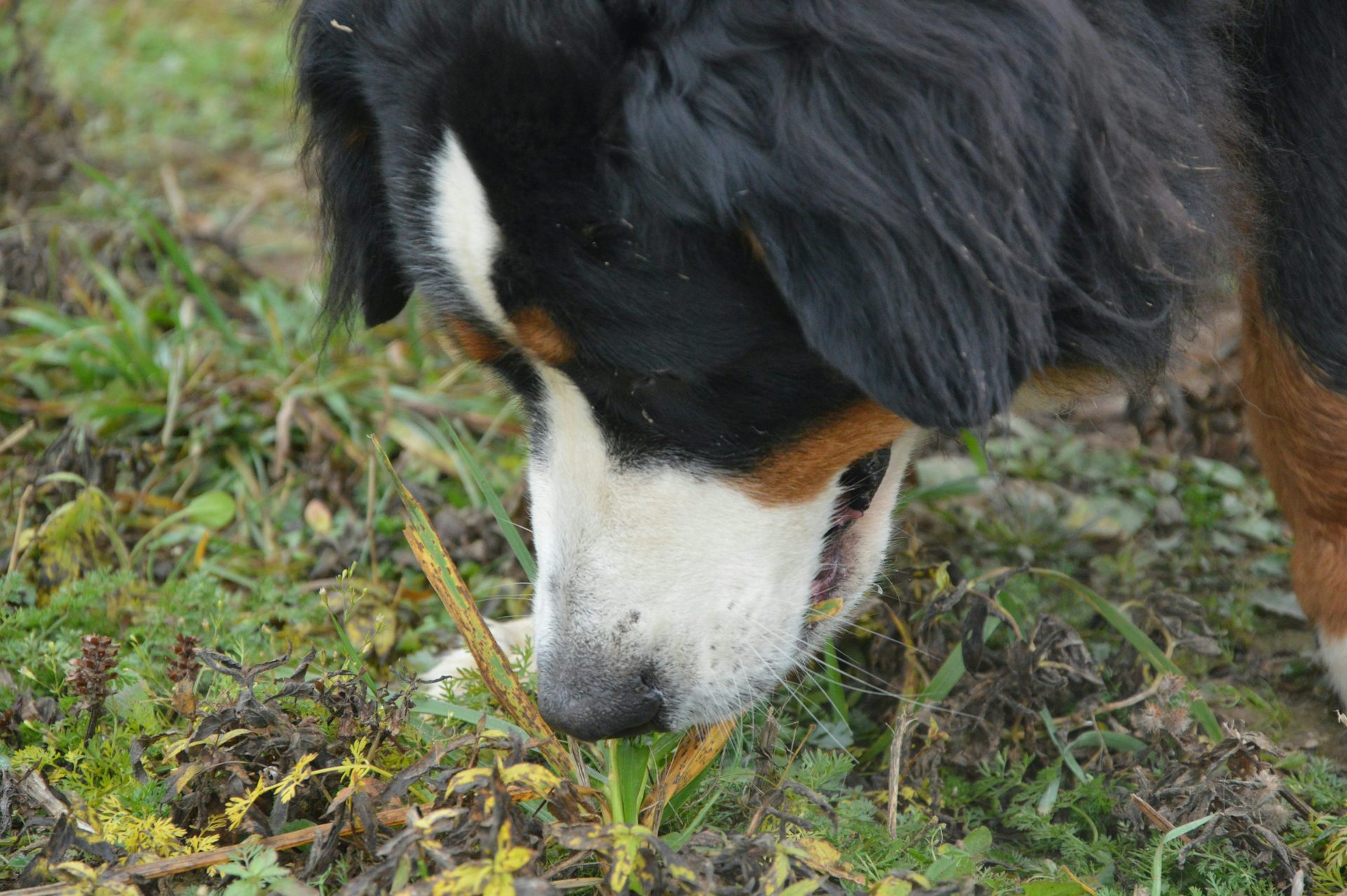 Foto de primer plano de un perro de montaña de Berna olfateando un mechón de hierba