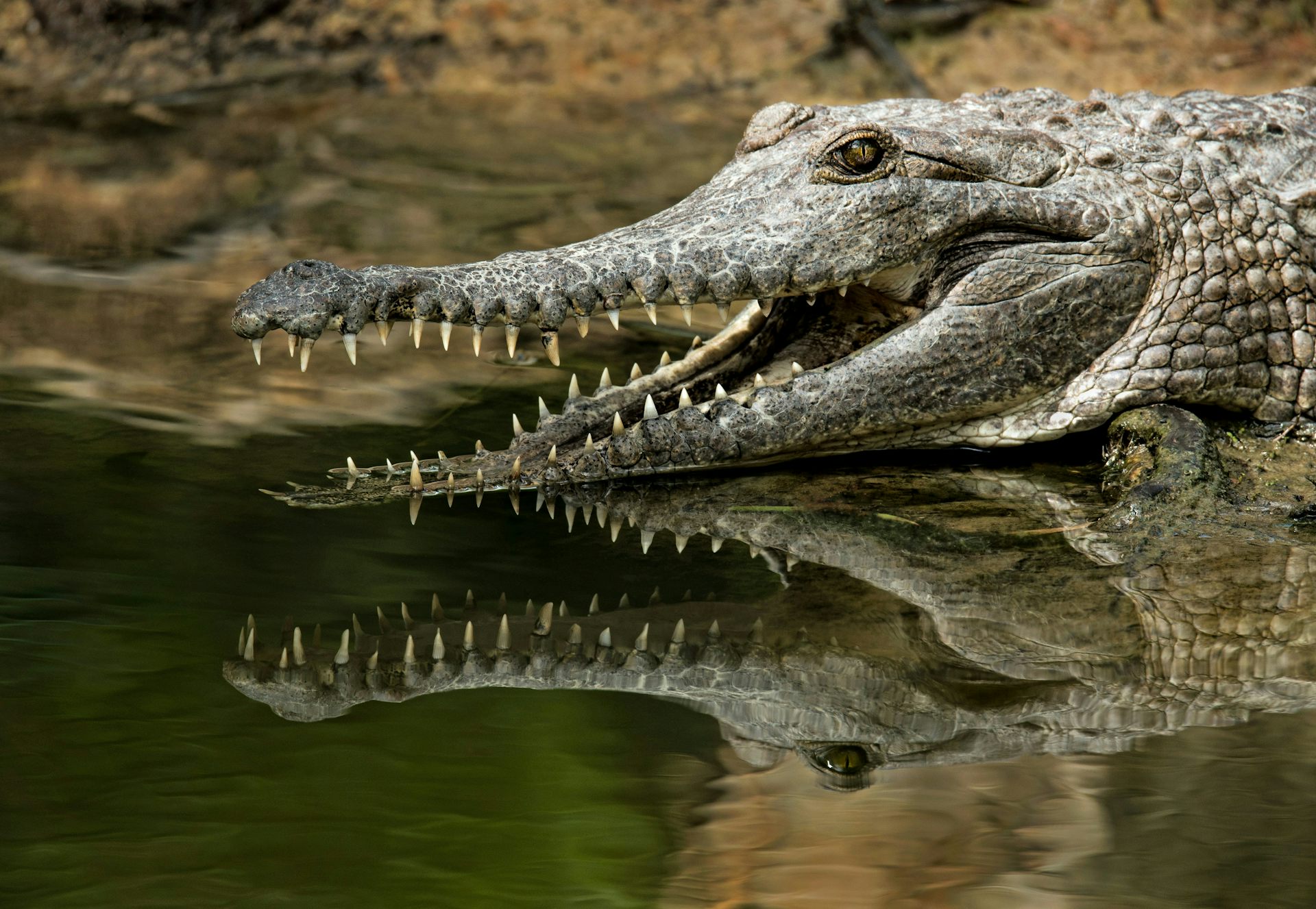 A freshwater crocodile with a long, slender snout on the edge of a body of water.