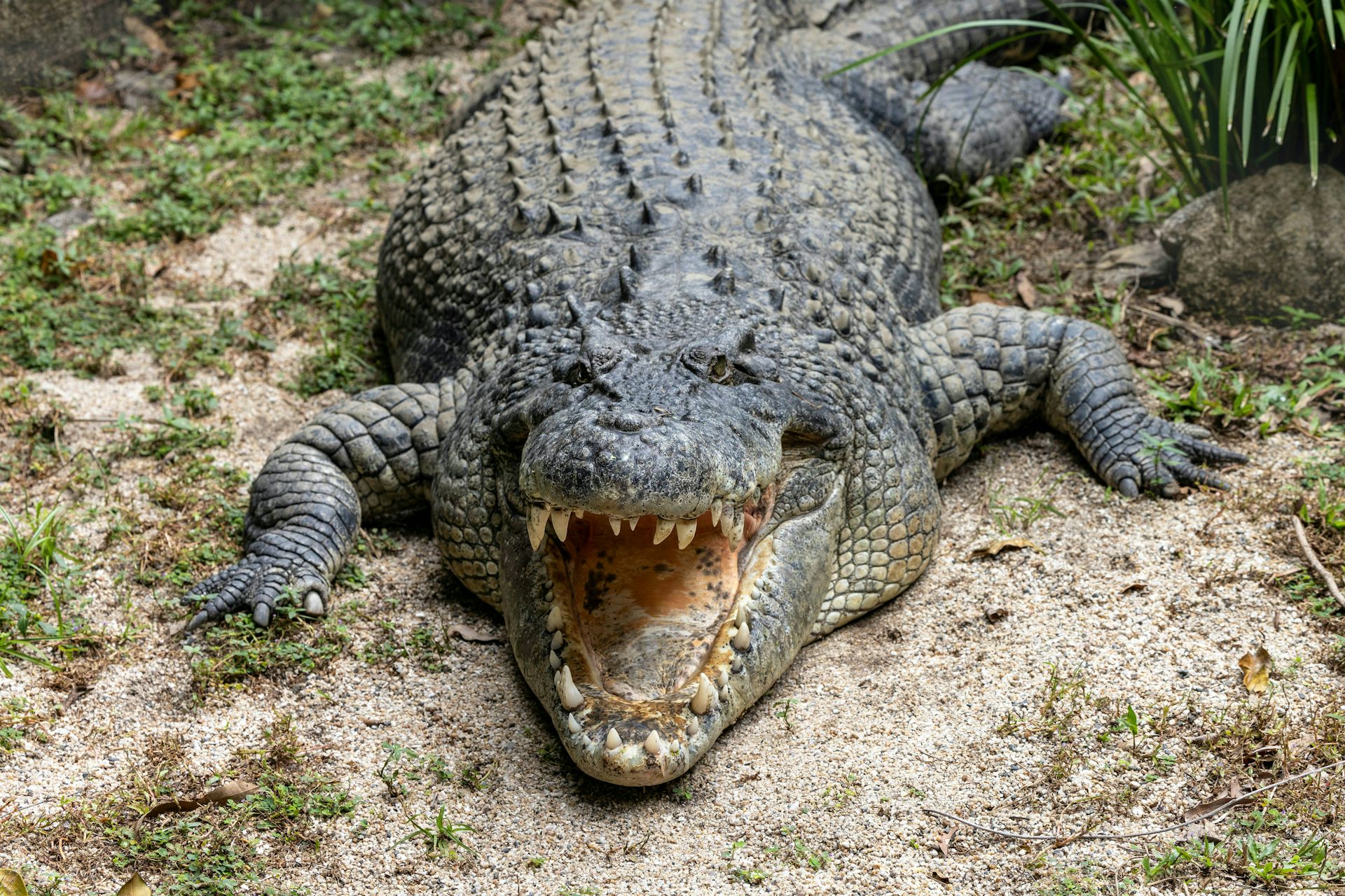 A big saltwater crocodile basks on the bank.