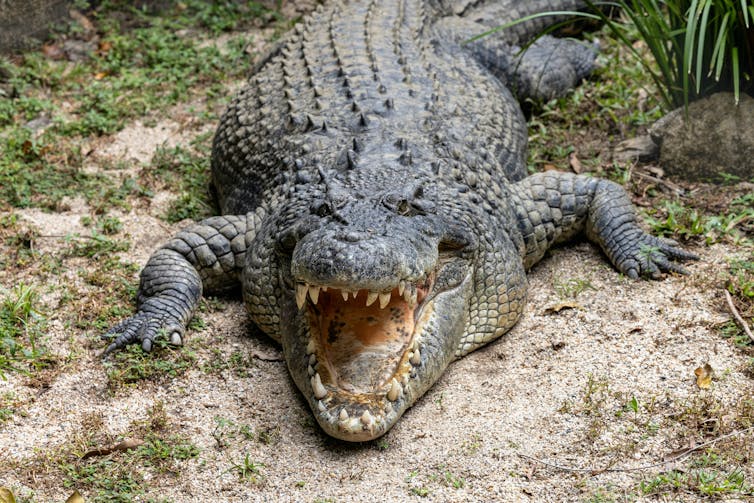 A big saltwater crocodile basks on the bank.