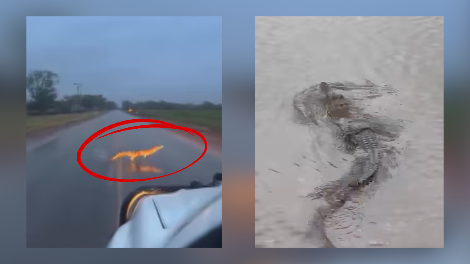 What we know about croc numbers in the NT after surge in floodwater sightings