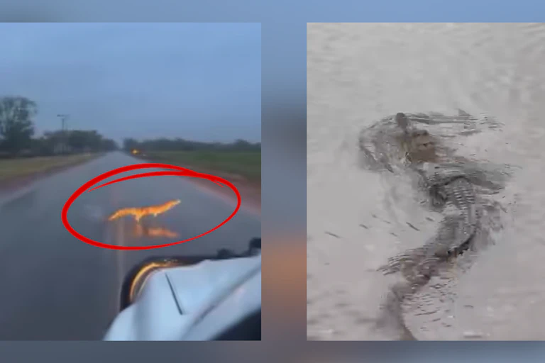 A composite image of two photos of a crocodile.
