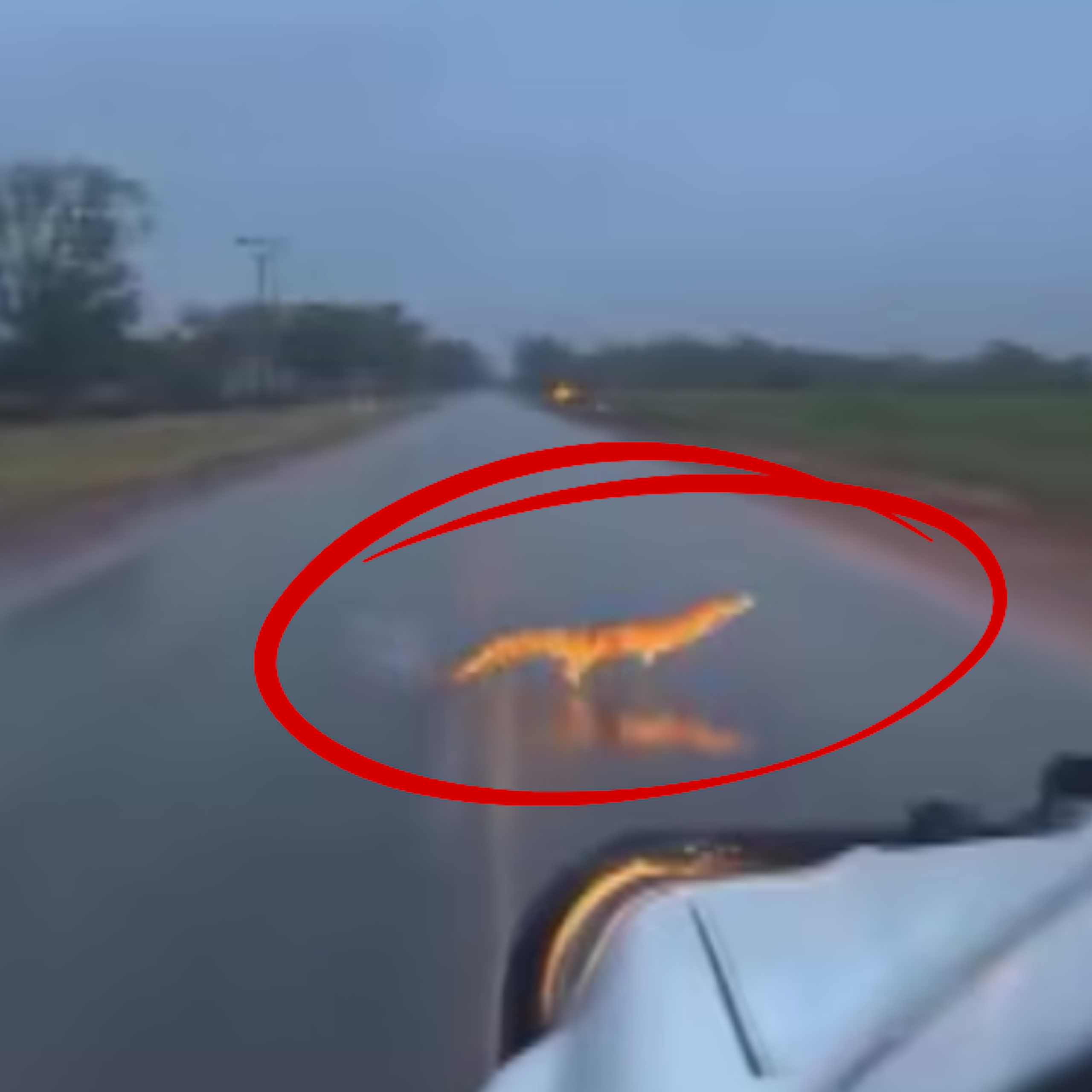 A composite image of two photos of a crocodile.