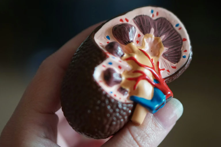 Hand holding anatomical model of kidney