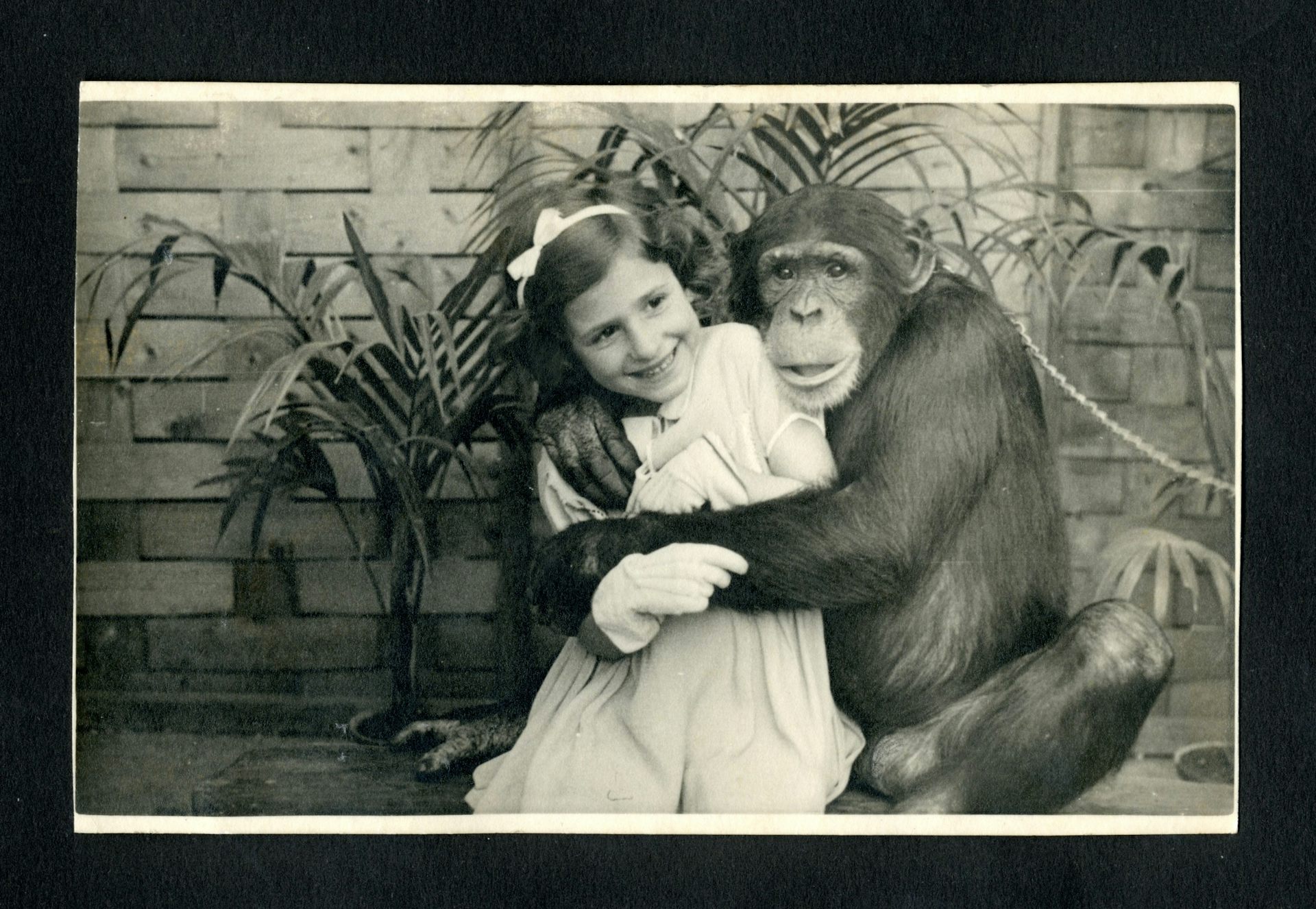 Pets & their People explores the long, strange history of human-animal companionship