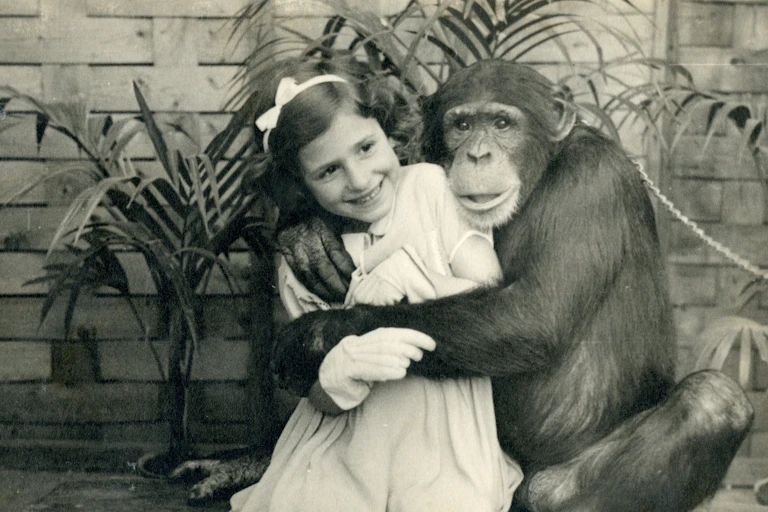 A young girl being hugged by a chimpanzee