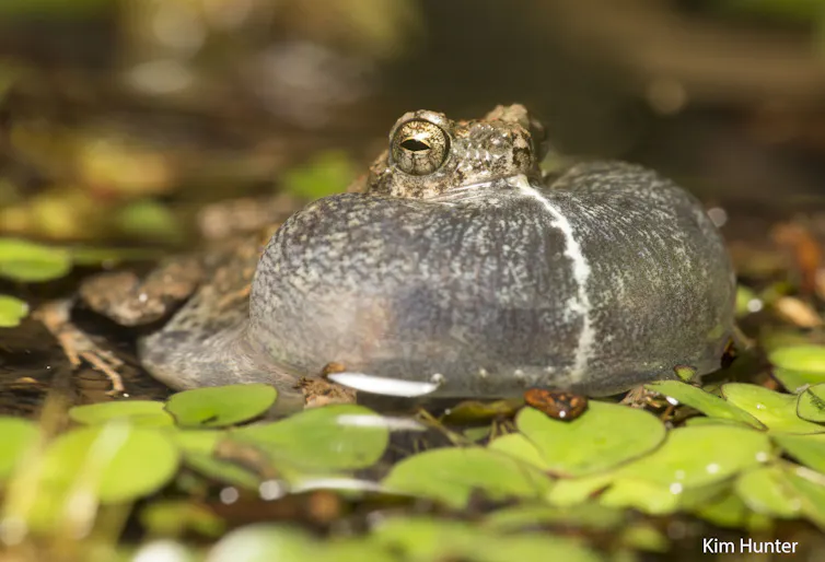 frog with its vocal sac inflated like a balloon