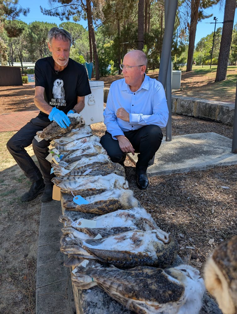 Two men look at a row of dead owls on a bench.