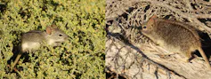 An African striped mouse eating leaves off a bush and then a photo of the mouse trying to feed on dry sticks