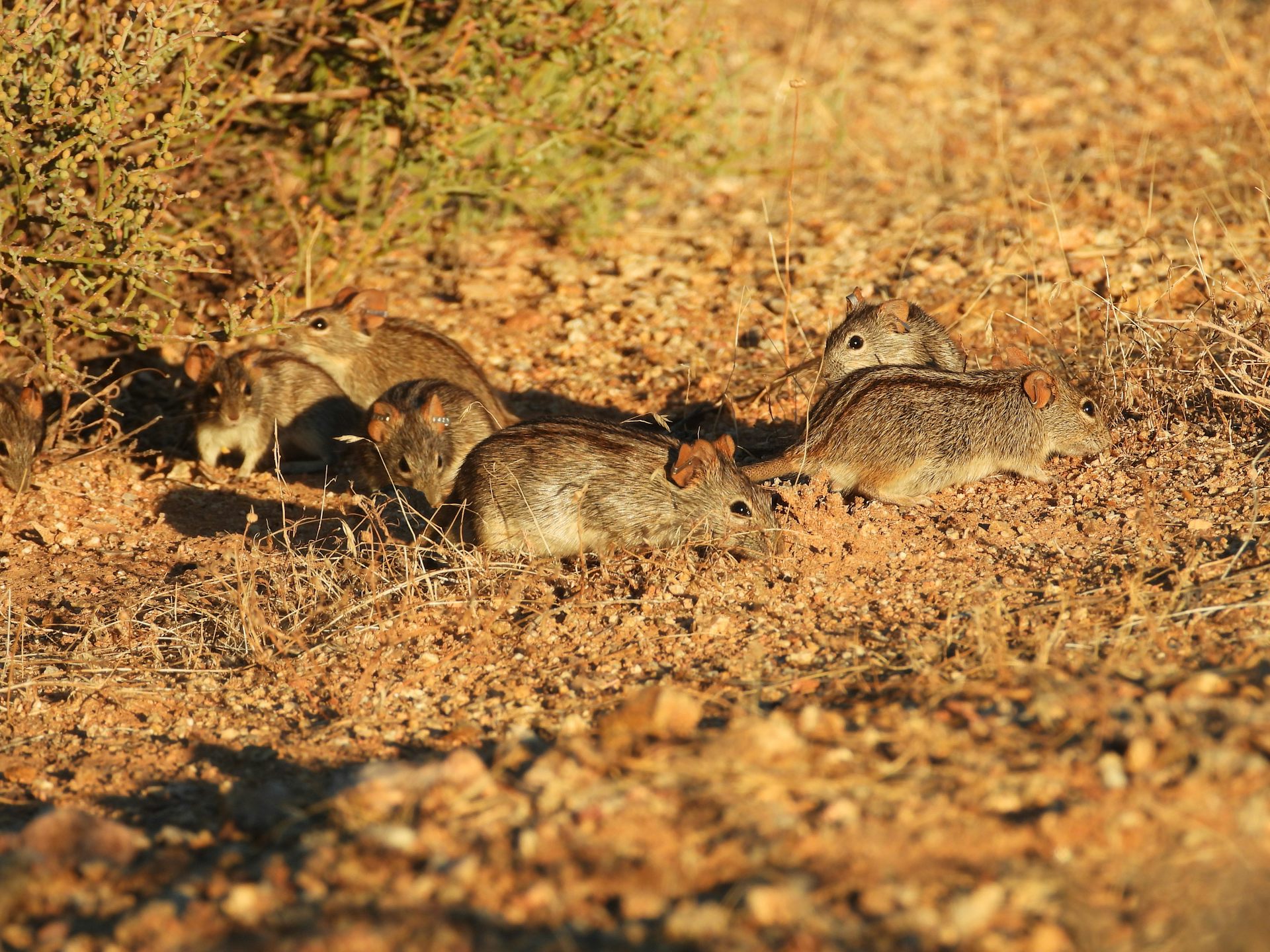 A group of brown mice on sandy soil.