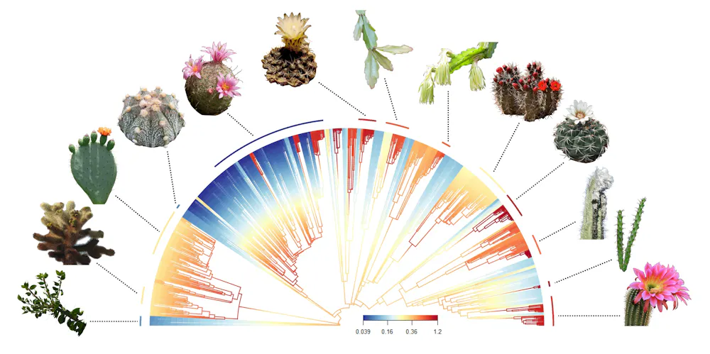 Cactus Classification Chart Cacti may help explain a centuries-old mystery of evolution