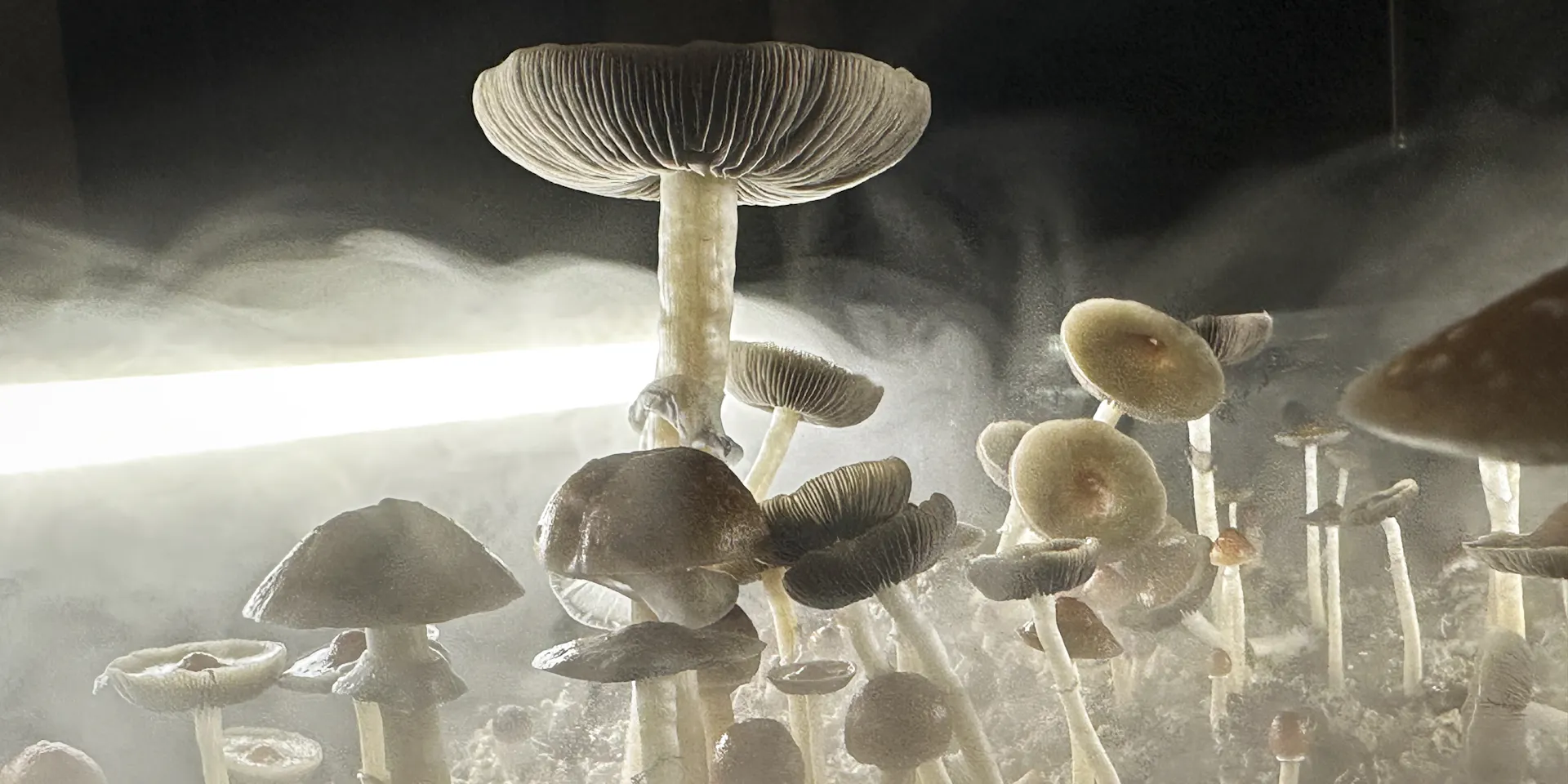 Magic mushroom products found in Colorado gas stations raise health