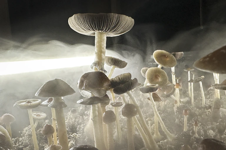A close-up shot of backlit mushrooms surrounded by humidity.