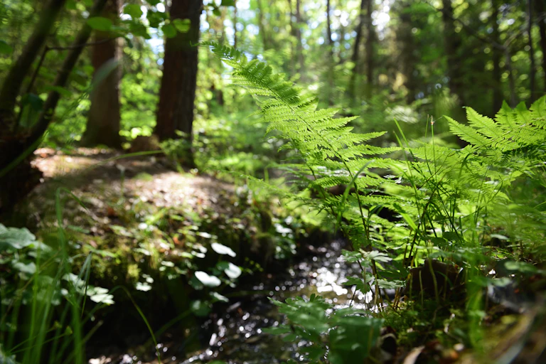 Fern in foreground of wooded scene with brook