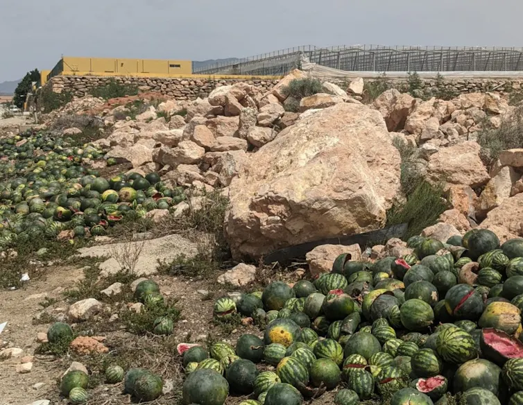 Sandías tiradas en un campo con rocas