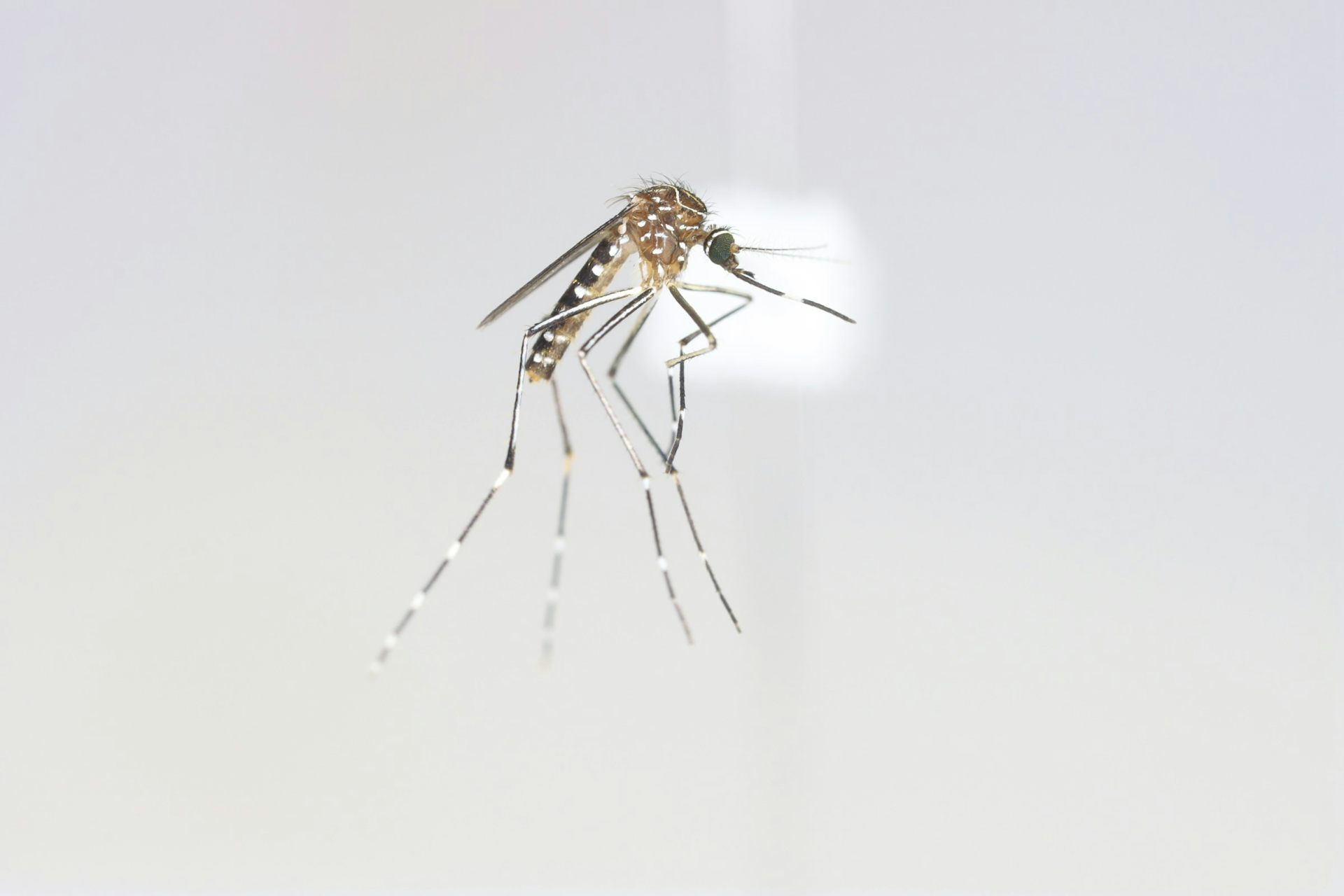 A mosquito specimen