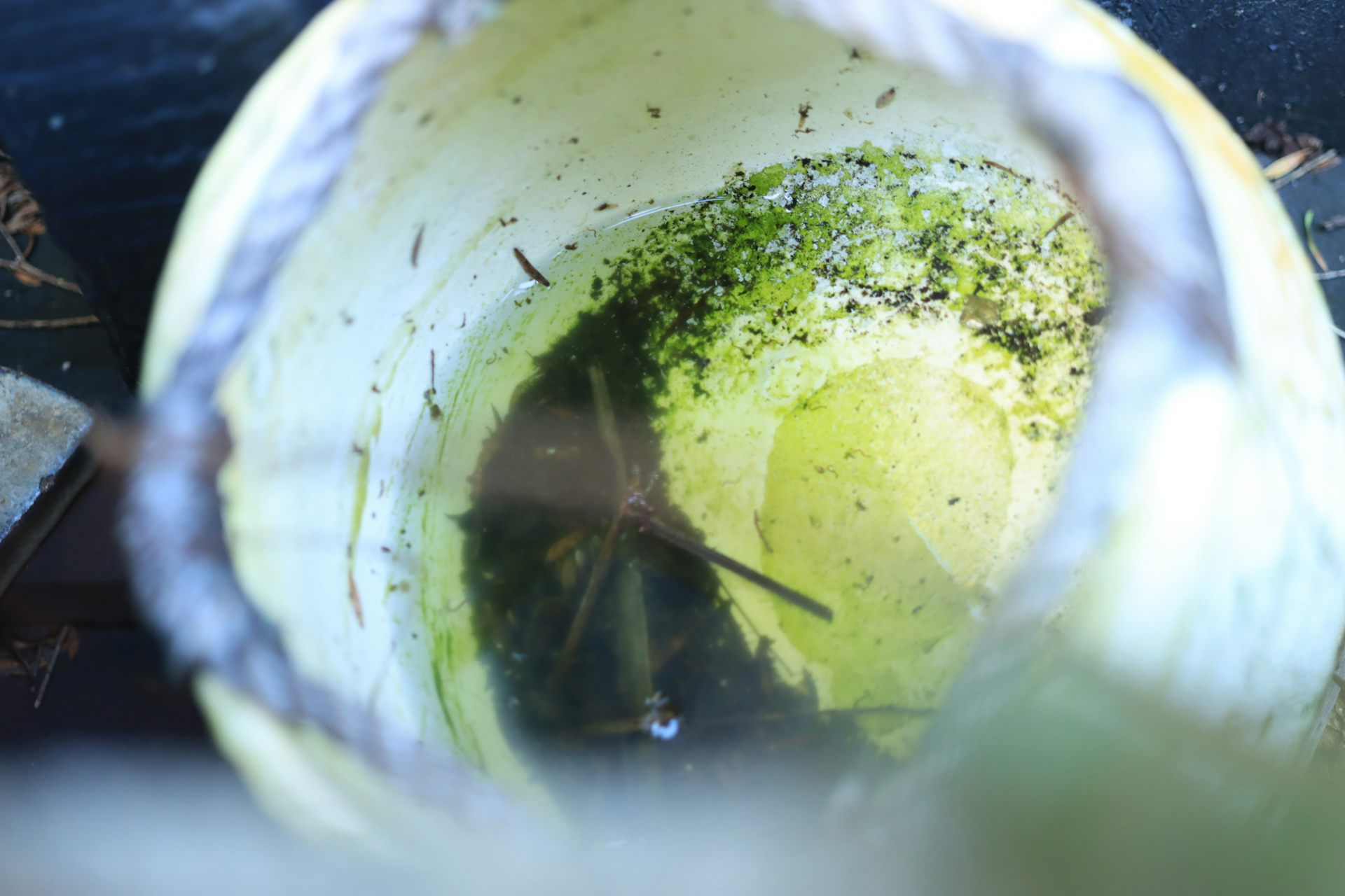 Ceramic pot with small amount of stagnant water inside