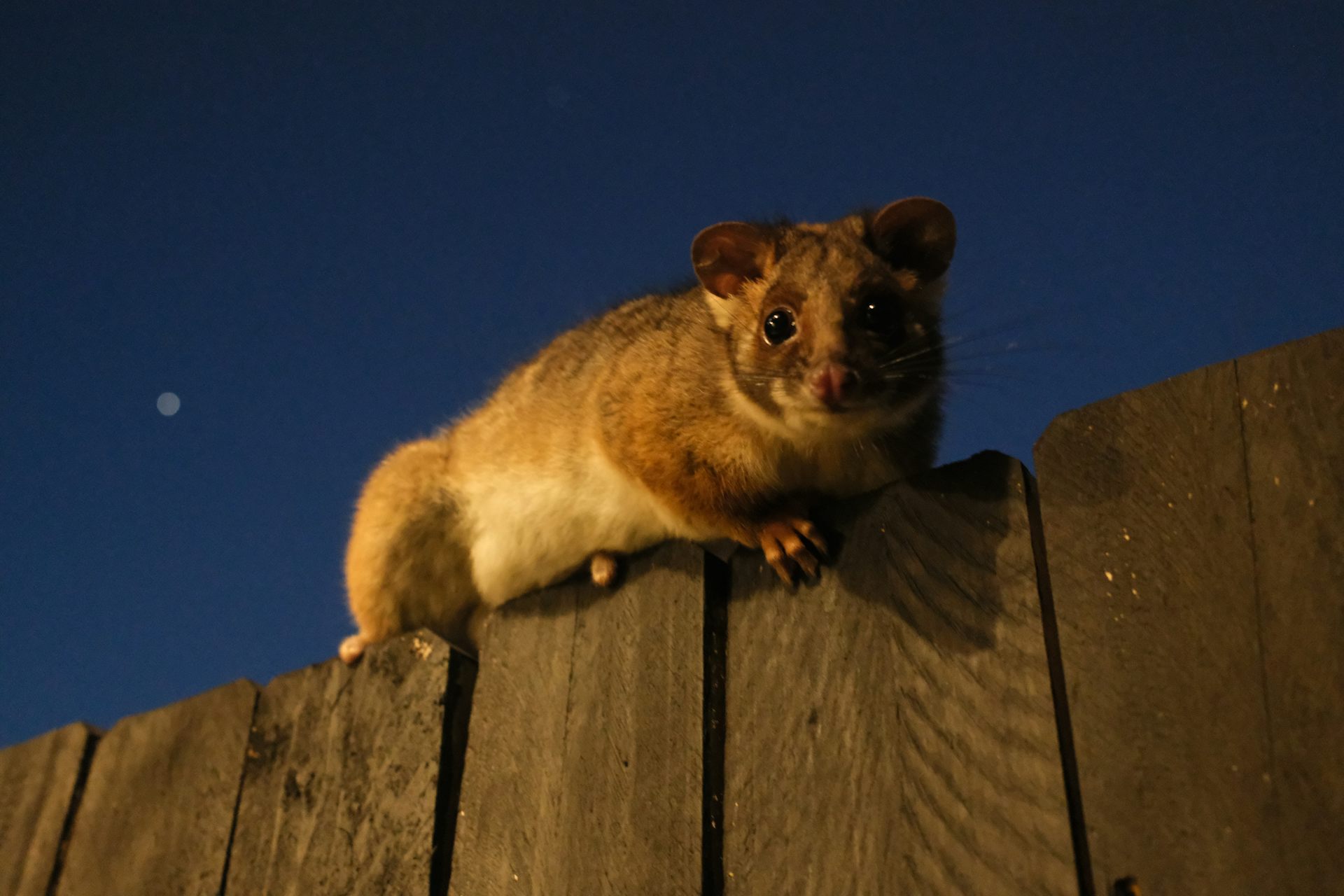 A possum sits on the fence of a residential backyard
